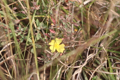 Crocanthemum glomeratum