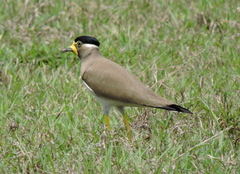 Vanellus malabaricus