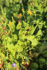 Cineraria dieterlenii