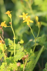 Cineraria dieterlenii
