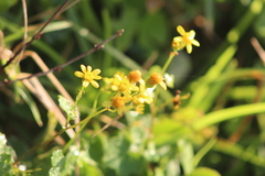 Cineraria dieterlenii