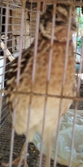 Coturnix