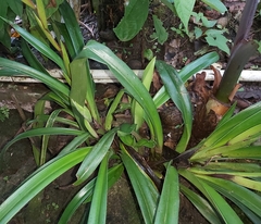 Phragmipedium longifolium