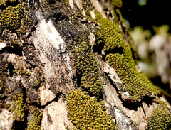 Hyophila involuta