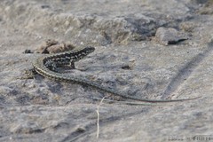 Podarcis muralis