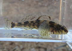 Etheostoma histrio