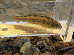 Etheostoma zonistium