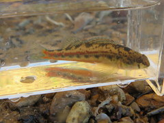 Etheostoma zonistium