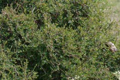 Flueggea verrucosa