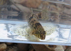 Etheostoma histrio