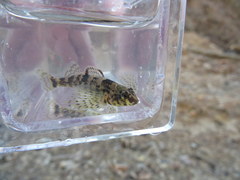 Etheostoma histrio