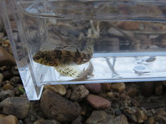 Etheostoma histrio