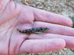 Etheostoma histrio