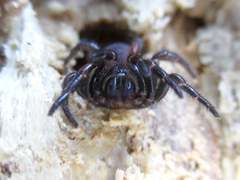 Latouchia typica