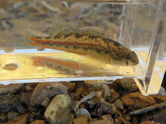 Etheostoma zonistium