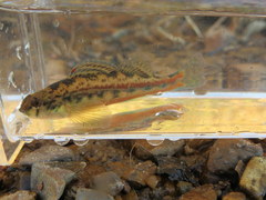 Etheostoma zonistium