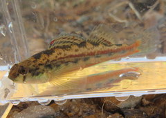 Etheostoma zonistium