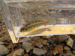 Etheostoma zonistium