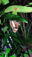 Hypolimnas bolina