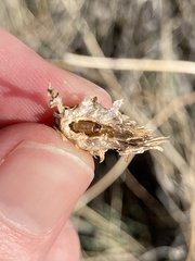 Rhopalomyia ericameriae
