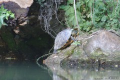Trachemys scripta