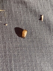 Rhopalomyia ericameriae