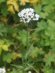 Achillea ledebourii