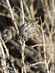 Rhopalomyia ericameriae