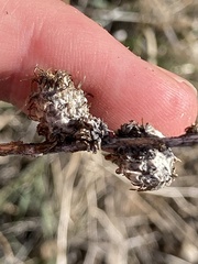 Rhopalomyia ericameriae