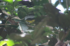 Vireo hypochryseus