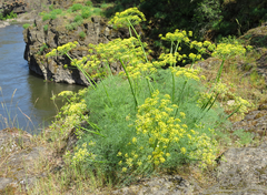 Lomatium klickitatense