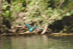 Alcedo atthis