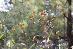 Aldama buddlejiformis