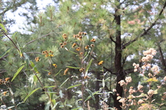 Aldama buddlejiformis