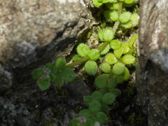 Galium propinquum