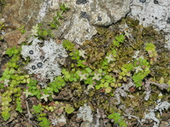Galium propinquum