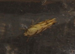 Coleotechnites piceaella