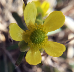 Ranunculus rhomboideus