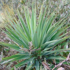 Agave dasylirioides