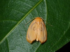 Trischalis subaurana