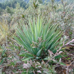 Agave dasylirioides