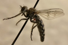 Backomyia