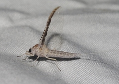 Callibaetis fluctuans