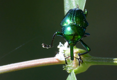 Eurhinus