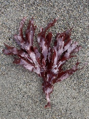 Cryptopleureae