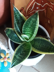 Sansevieria fasciata