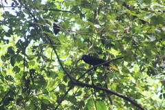 Psarocolius guatimozinus