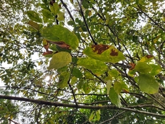 Platymiscium dimorphandrum