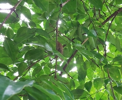 Platymiscium dimorphandrum