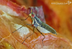 Glyphidops flavifrons